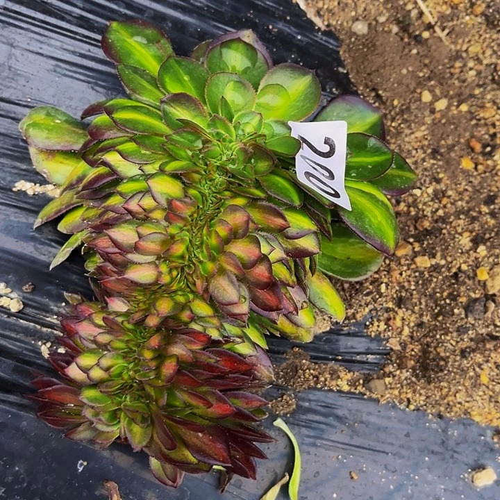 200万圣节七彩多肉植物处理不售后中班