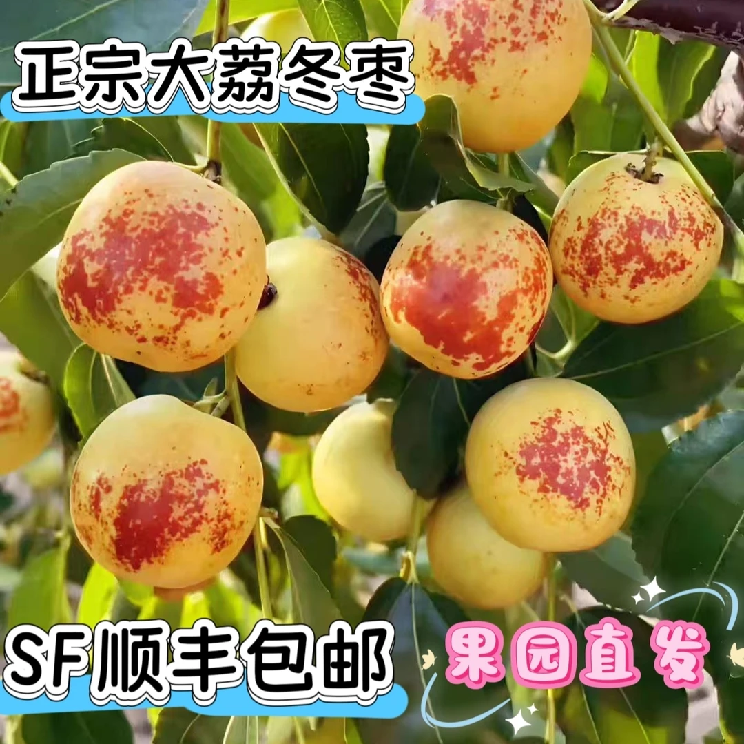 正宗陕西大荔冬枣现摘现发脆甜多汁新鲜应季水果
