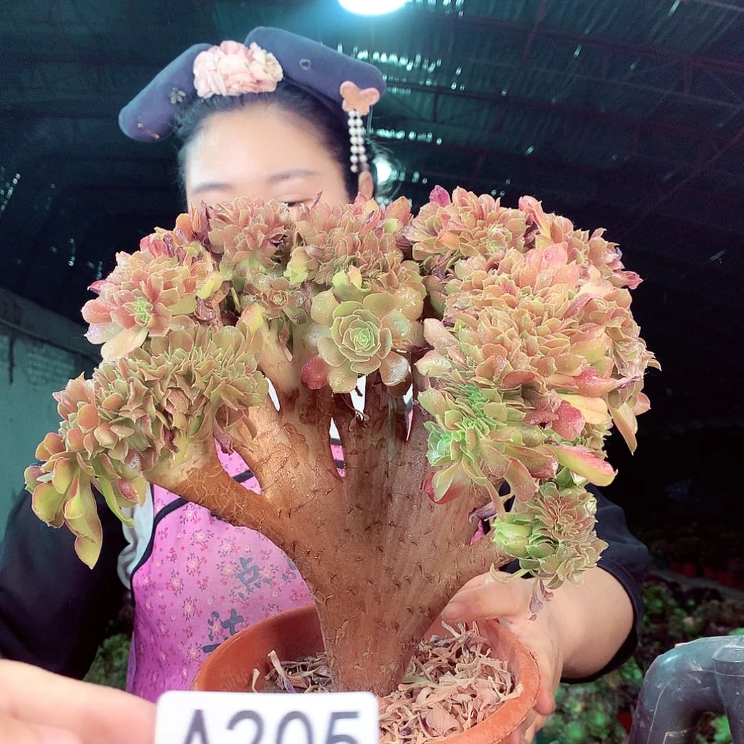 无花朵柒哥多肉法师不包侧断枝205