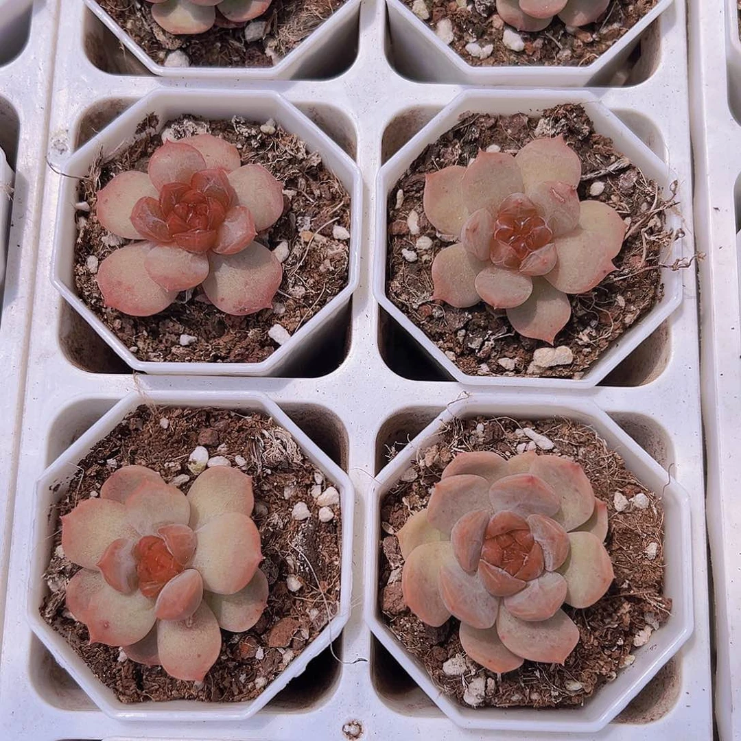 状态红恋9.9包邮炖肉