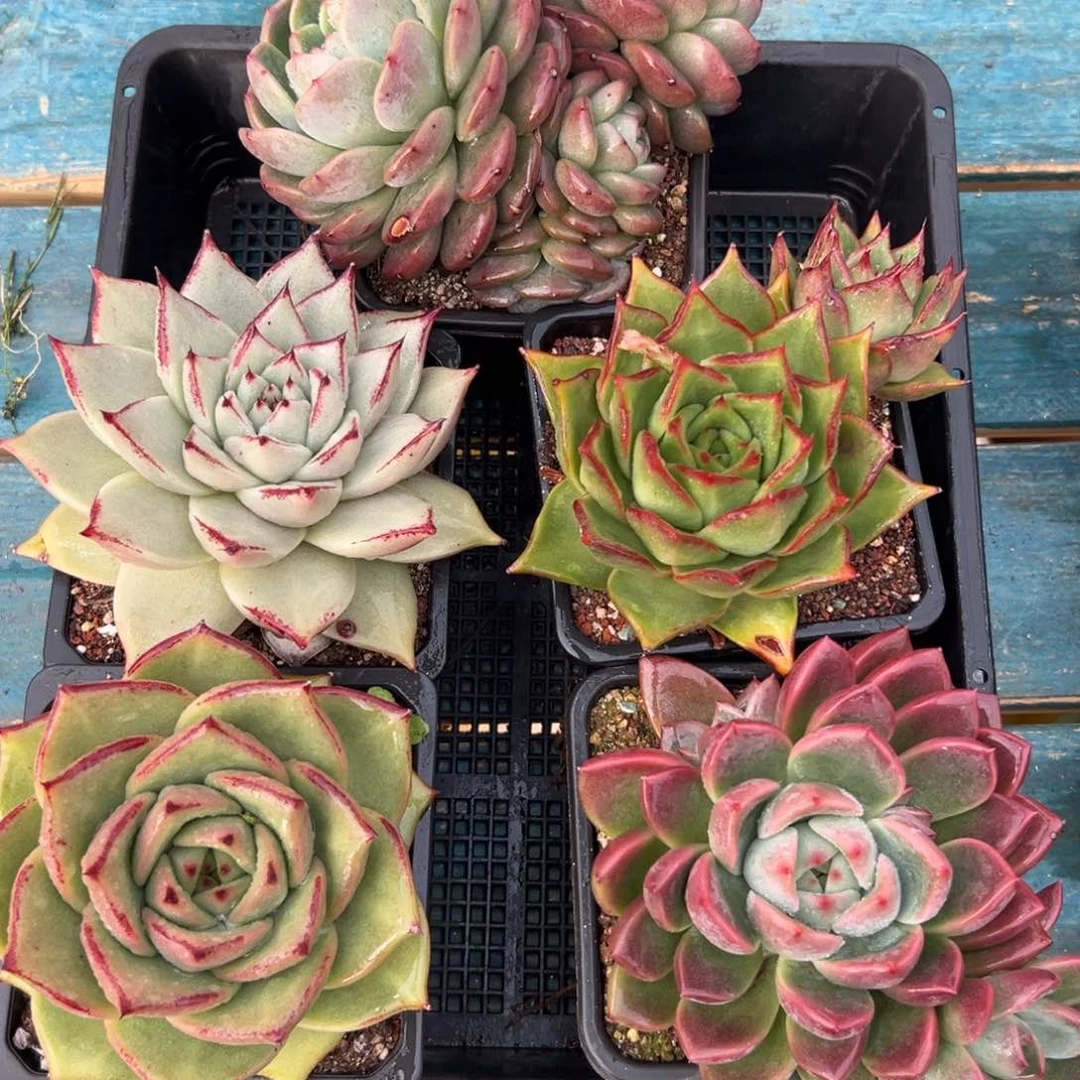 多肉一物一拍编号0119-121