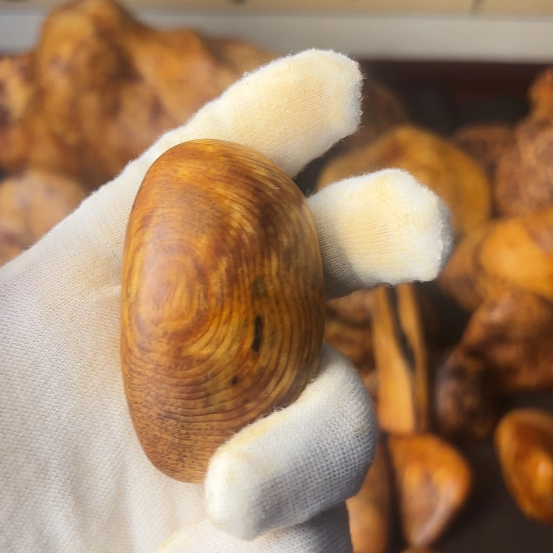 今***岁琥珀木长白山琥珀木