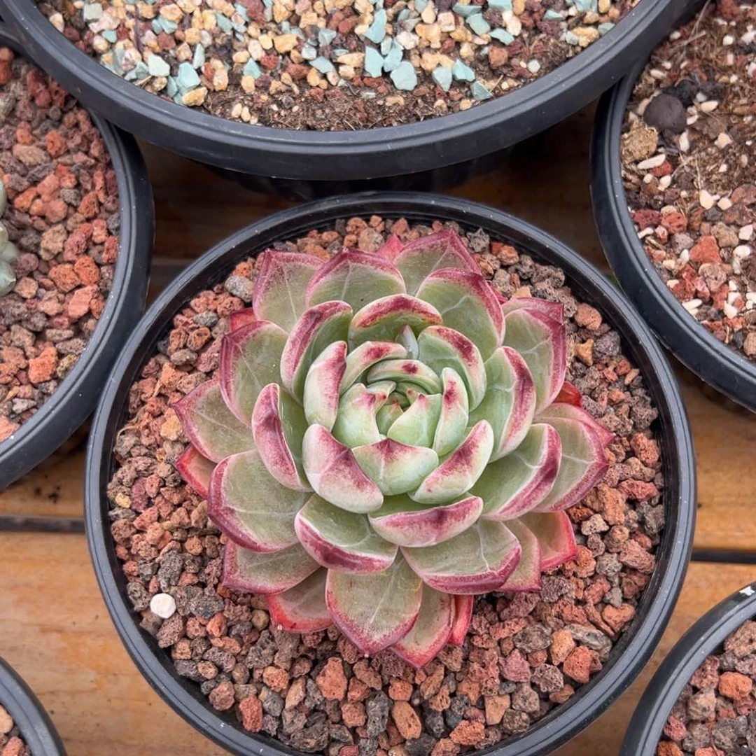 多肉单头夜魔侠【非偏远满18包邮】