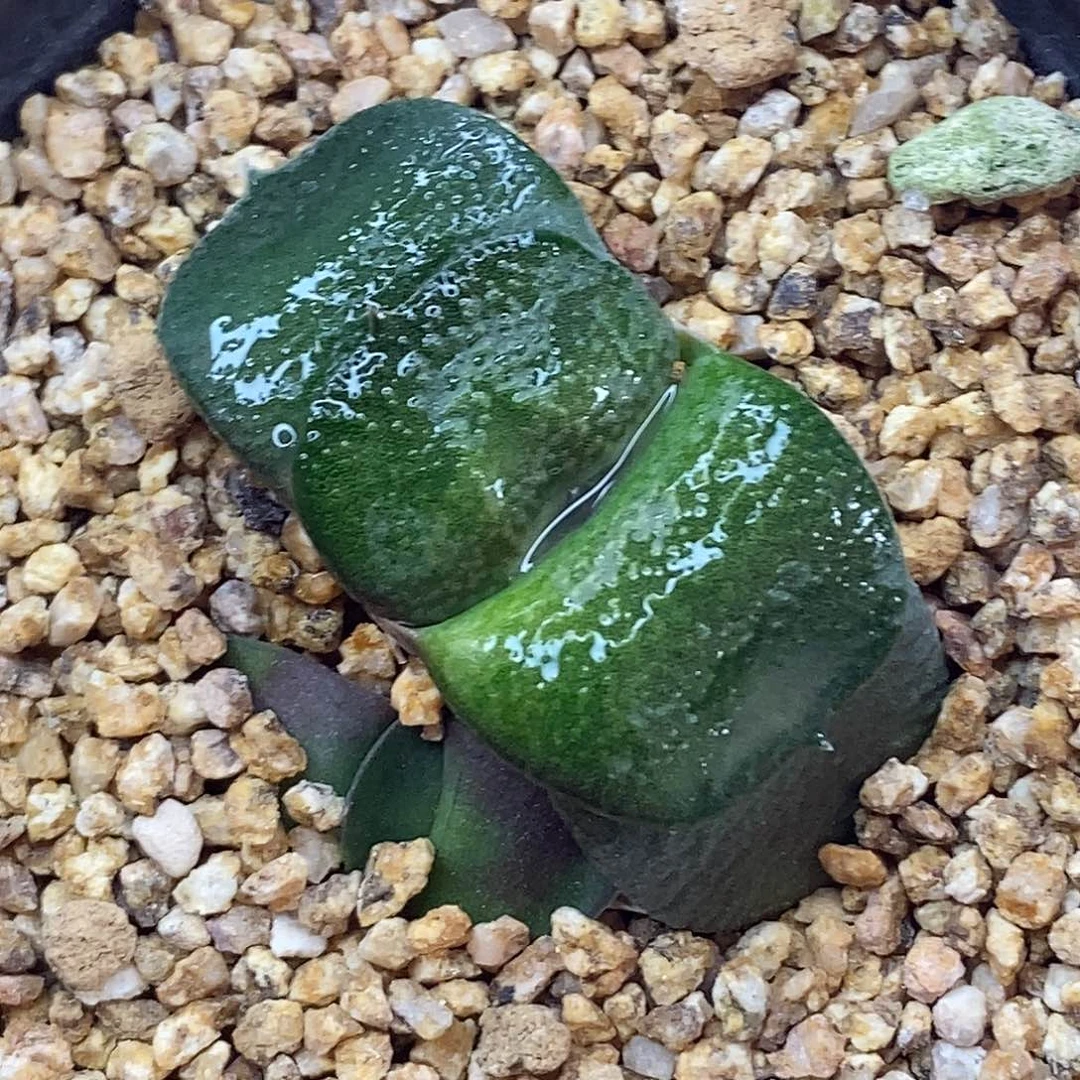 不带盆脱土裸根发货