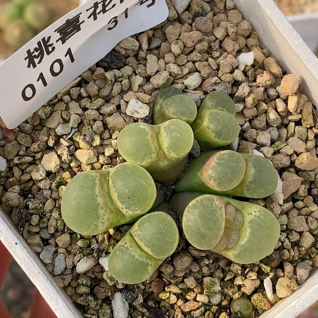 0101-31-樱花母本88折。