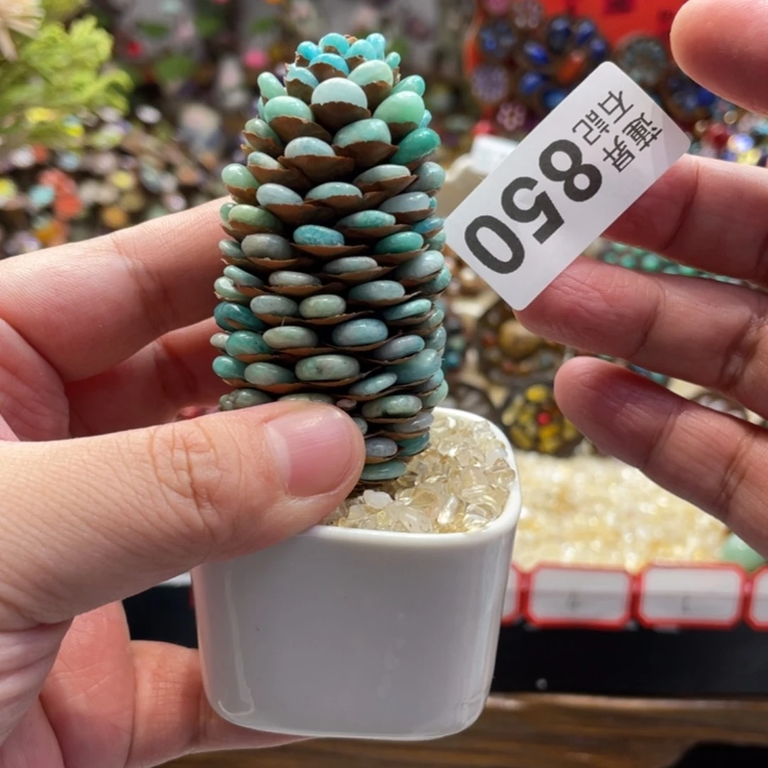 核桃木/黑胡桃（胡桃木）南**舞850一套松塔