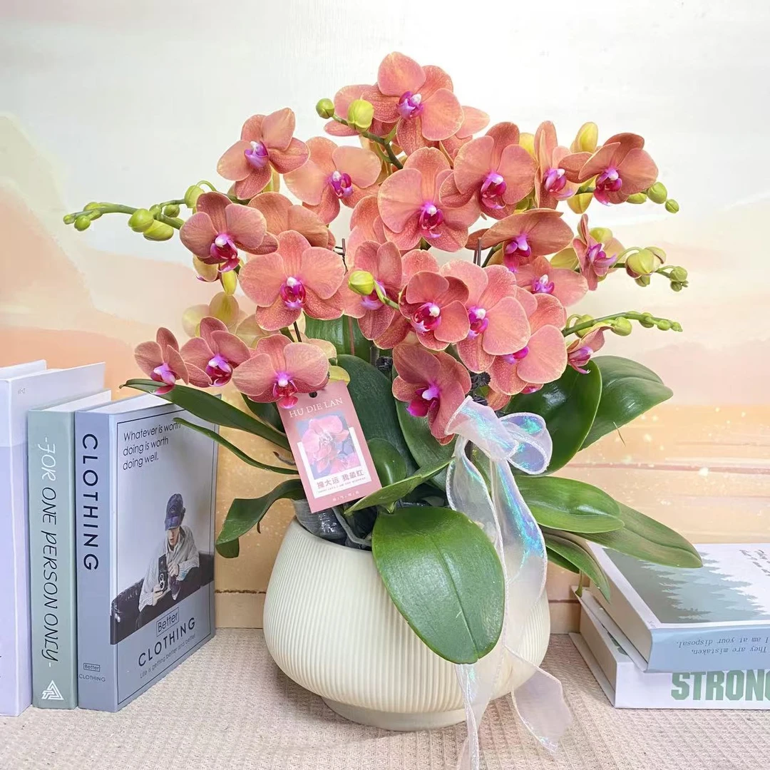 金桔 蝴蝶兰 橘色花型 室内精品观赏 真花