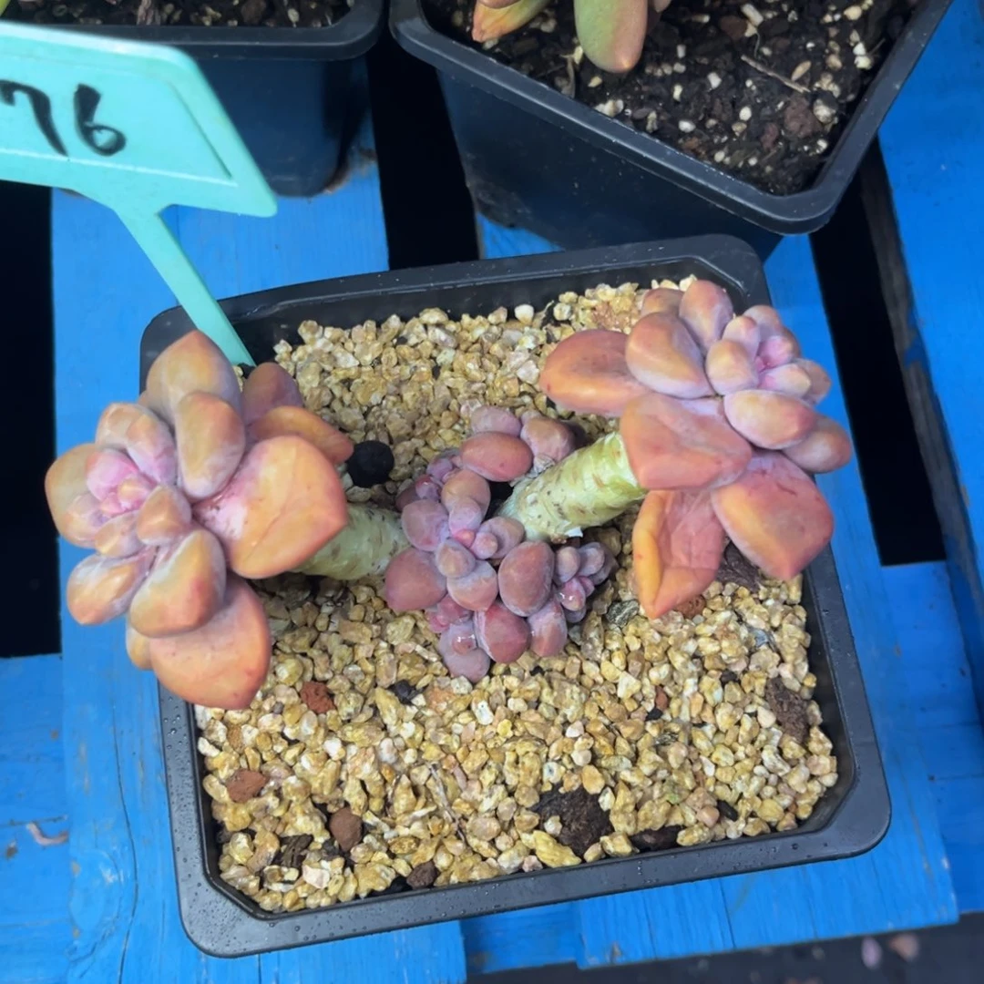 伊莉莎儿多肉老桩