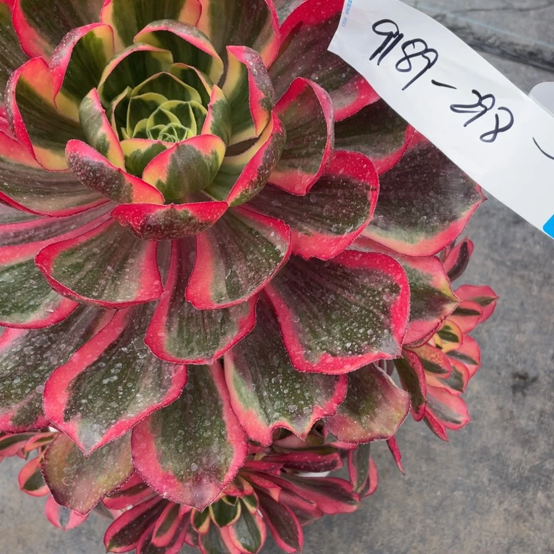 紫砂茶杯9189哥哥哥哥哈哈哈哈