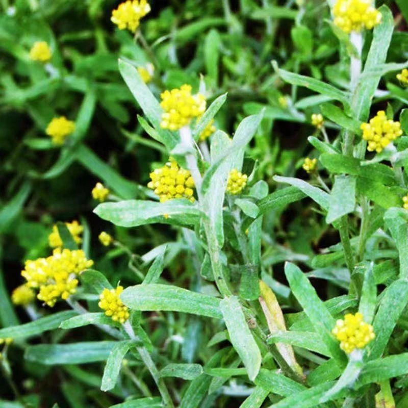 贵州高山新鲜野菜鼠曲草