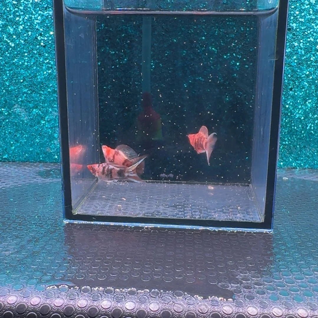 黑玛丽鱼638号玛丽3条