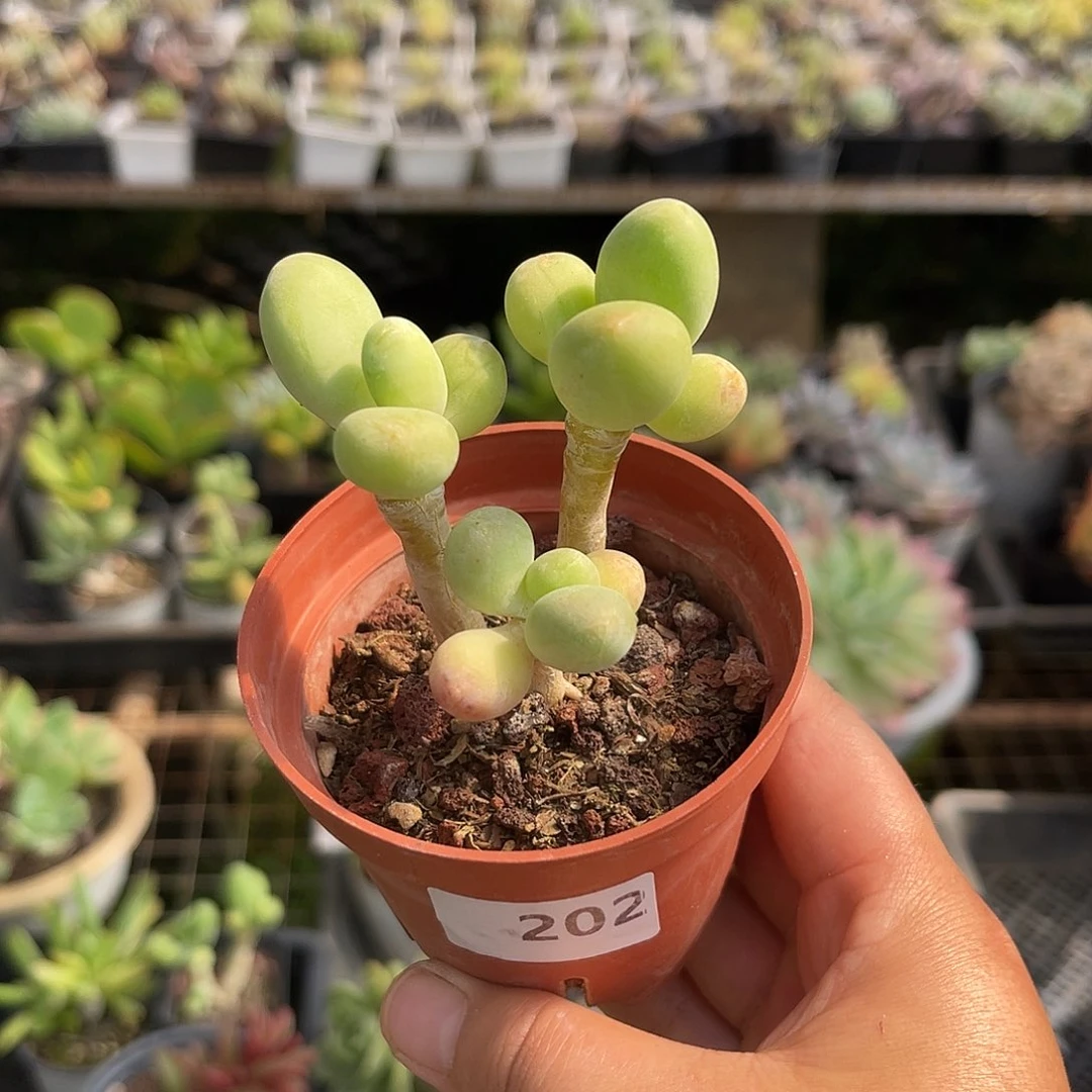 芒果奶。 202。11111111111