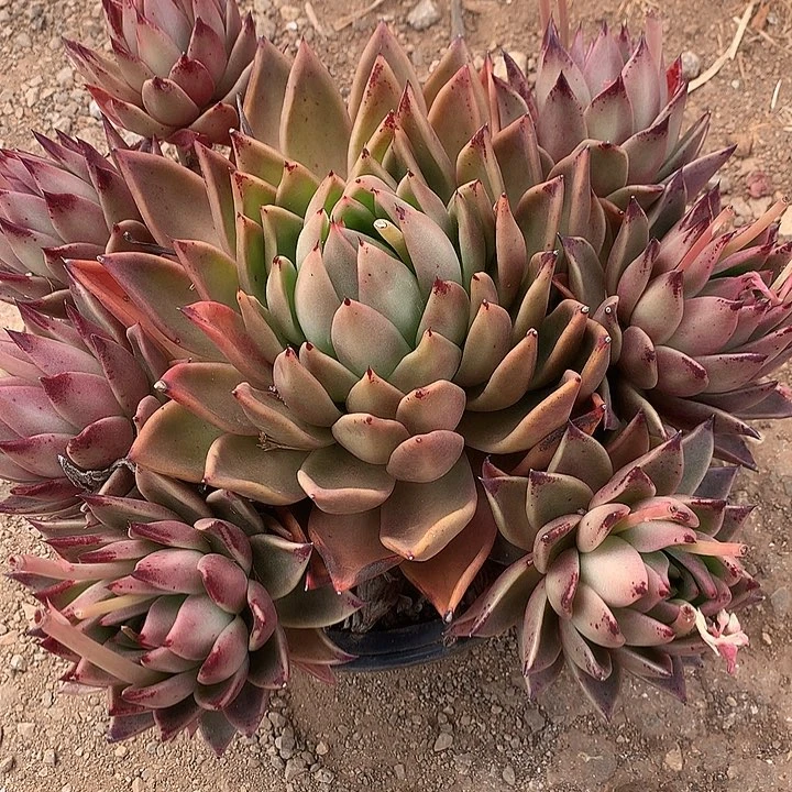 悦**妈美肉特价活动开始啦