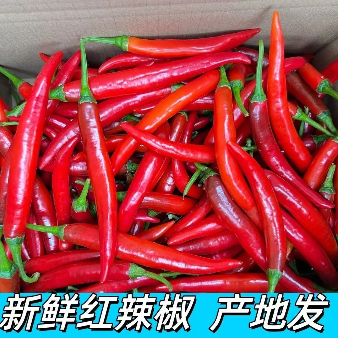 高山农户中辣土辣椒美人椒露天红辣椒（剁椒泡椒辣椒酱炒菜专用）