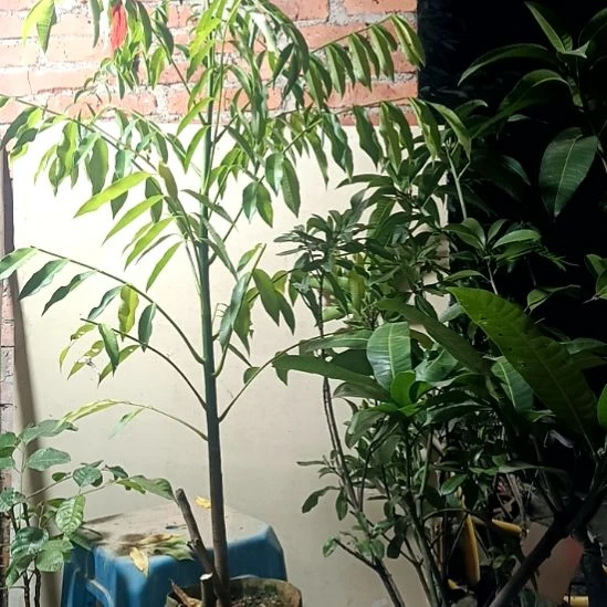 太平洋橄榄带杯带土带惊喜发货