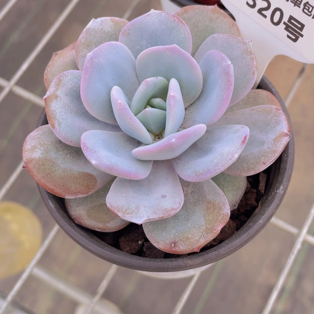 1320号 宽叶韩货奶茶单头一个