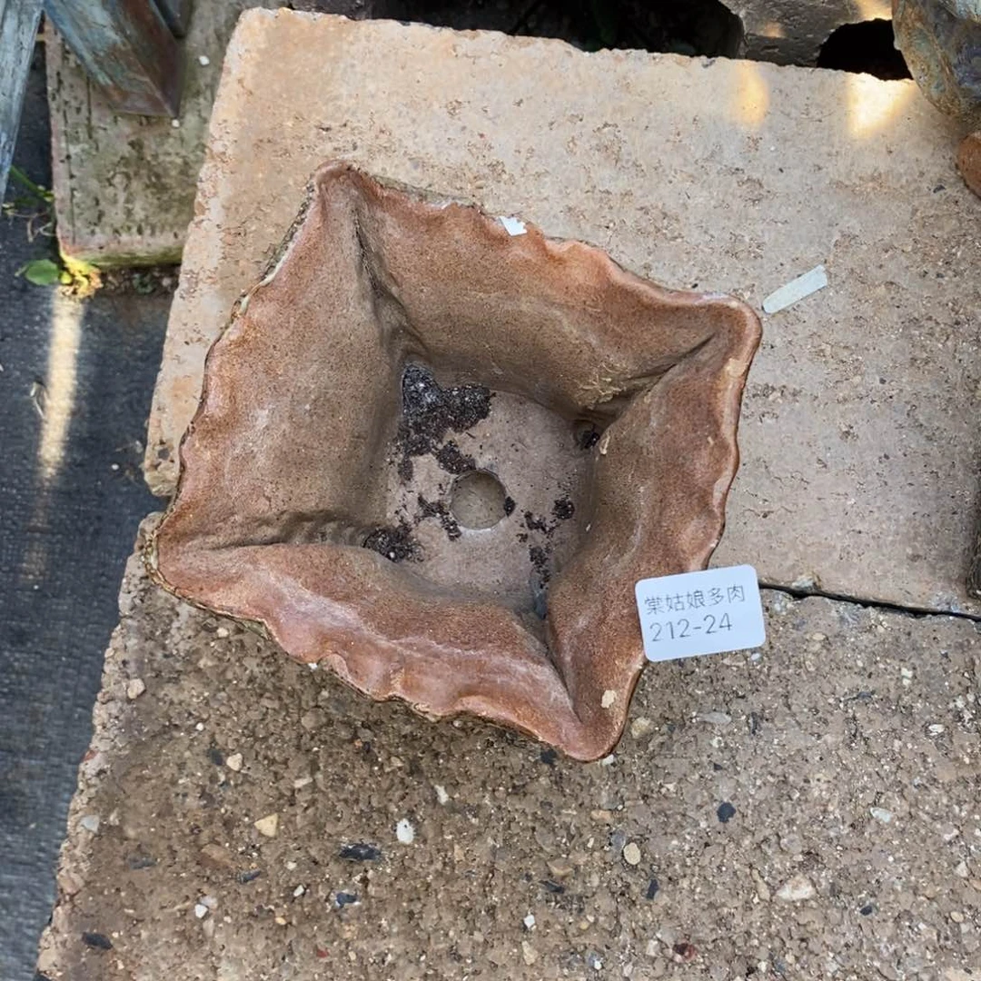 6**324号多肉盆一个呀