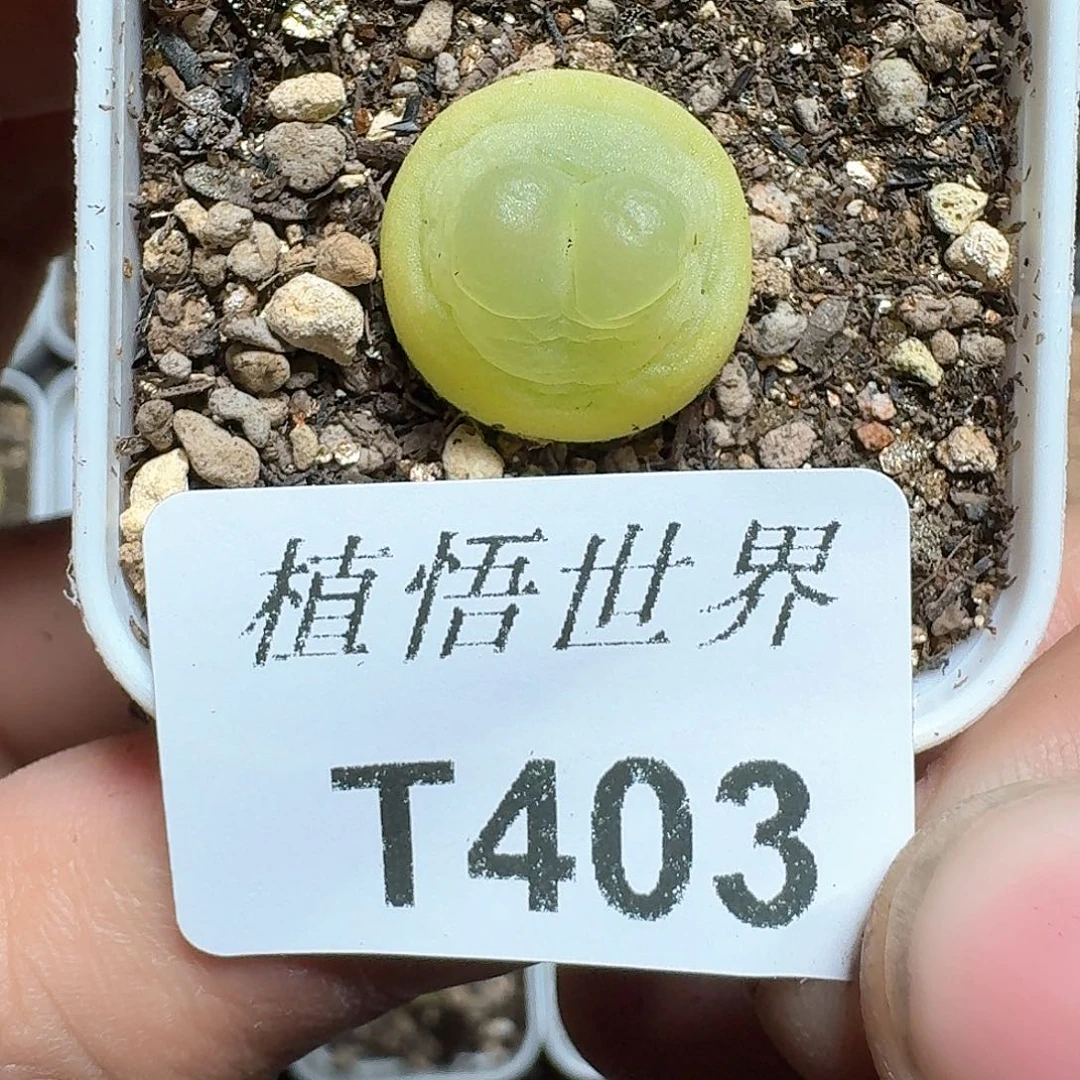 403号多肉植物f f g