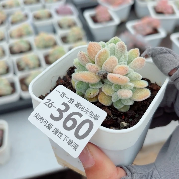 雪晃星缀化无盆土发货多肉