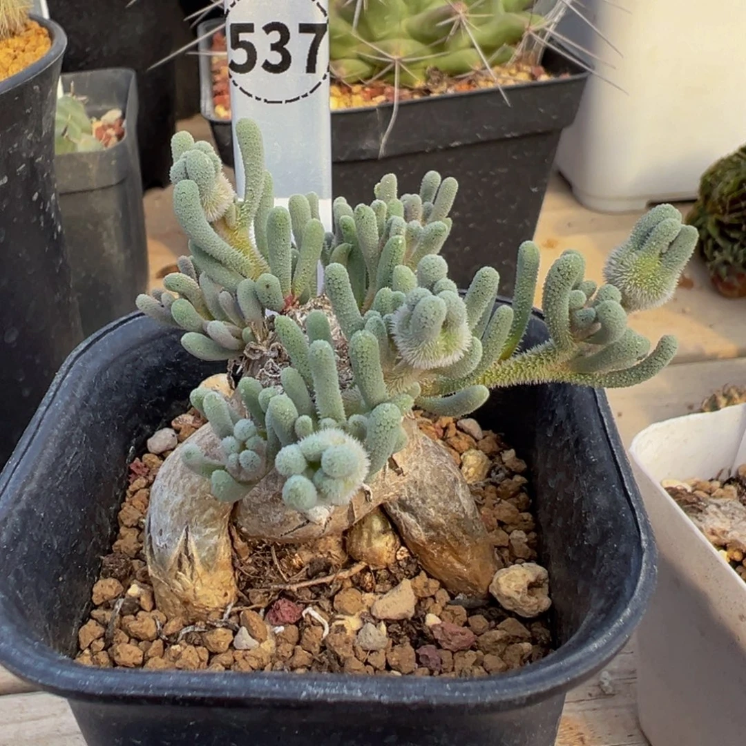 537实生根淡青霜多肉植物带盆土