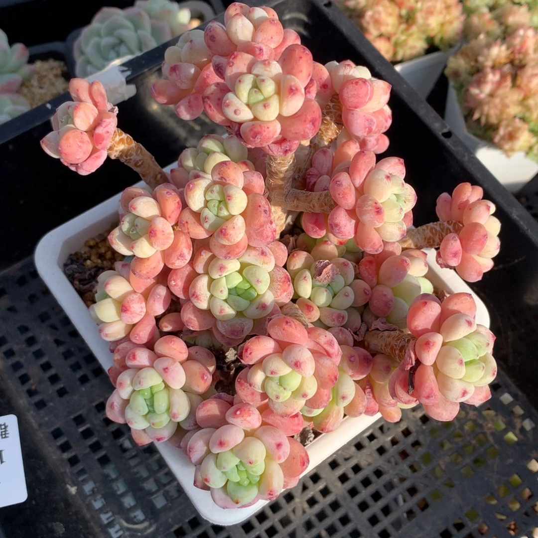 1216-31 套餐一组