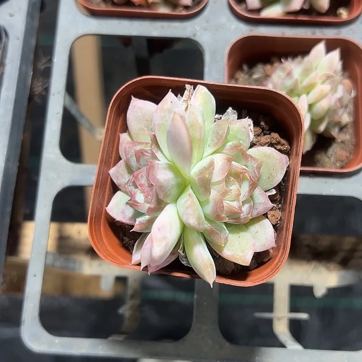 颜如玉精品多肉植物大战僵尸