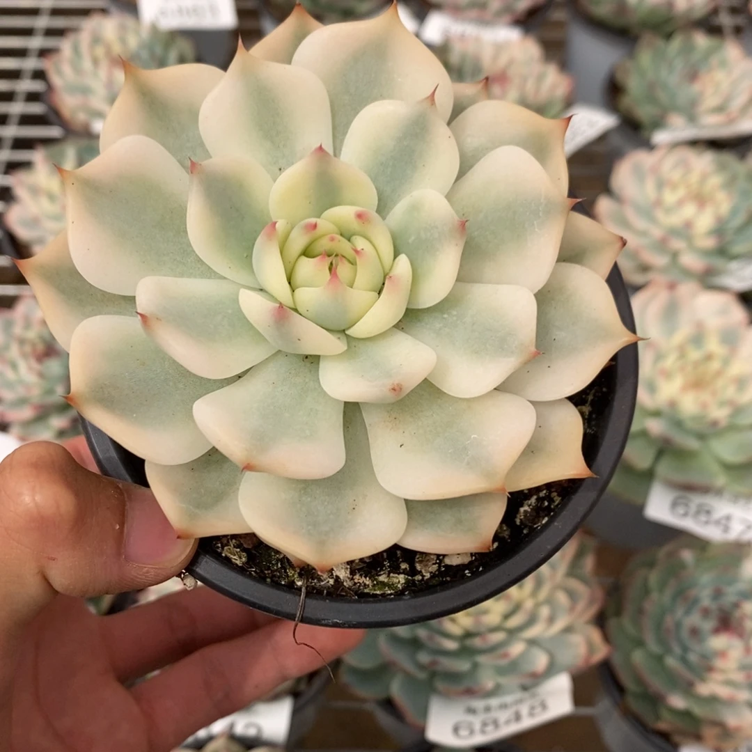 吉娃娃锦多肉植物6875