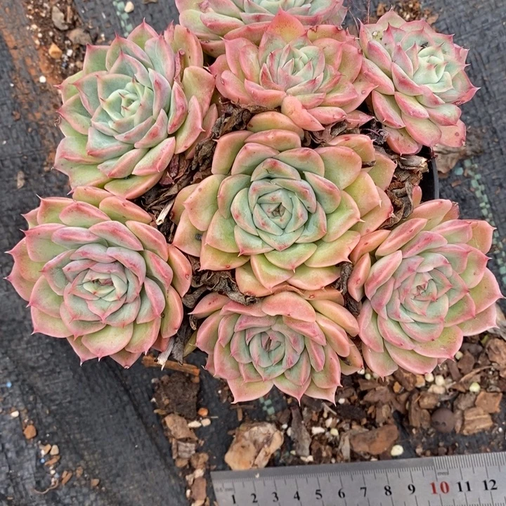 如***令9858杂交老桩基地，12厘米