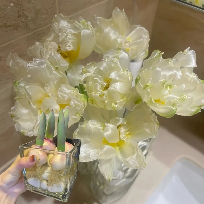 观赏花可水培土培花卉重瓣进口耐寒多色五度球郁金香花种球盆栽