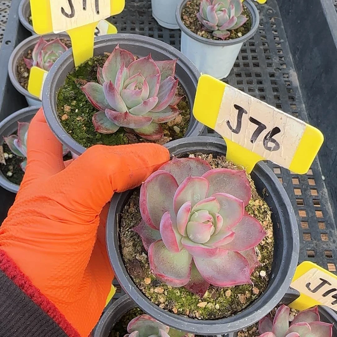 重****肉J76-79惊鸿单头多肉