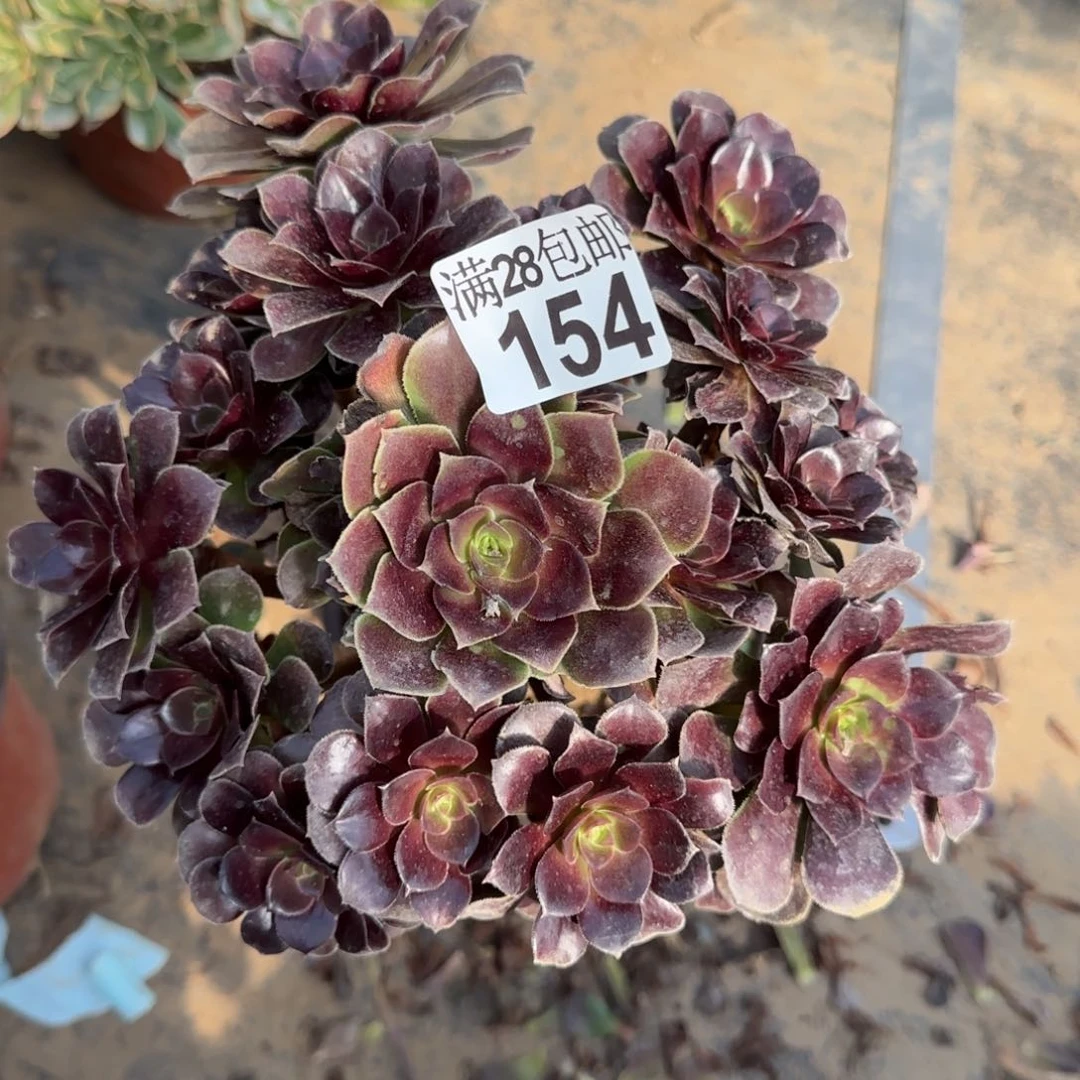 红玫瑰多肉瑕疵154满28包邮断枝不包