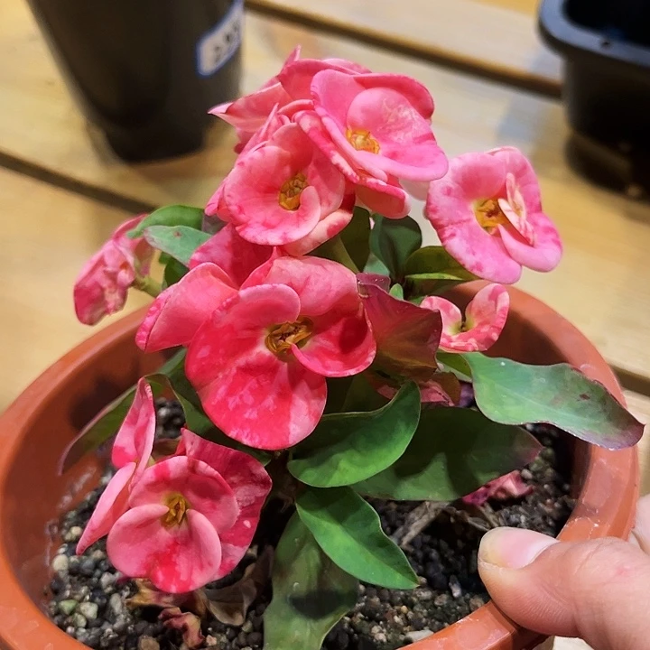 虎刺梅红花一物一拍