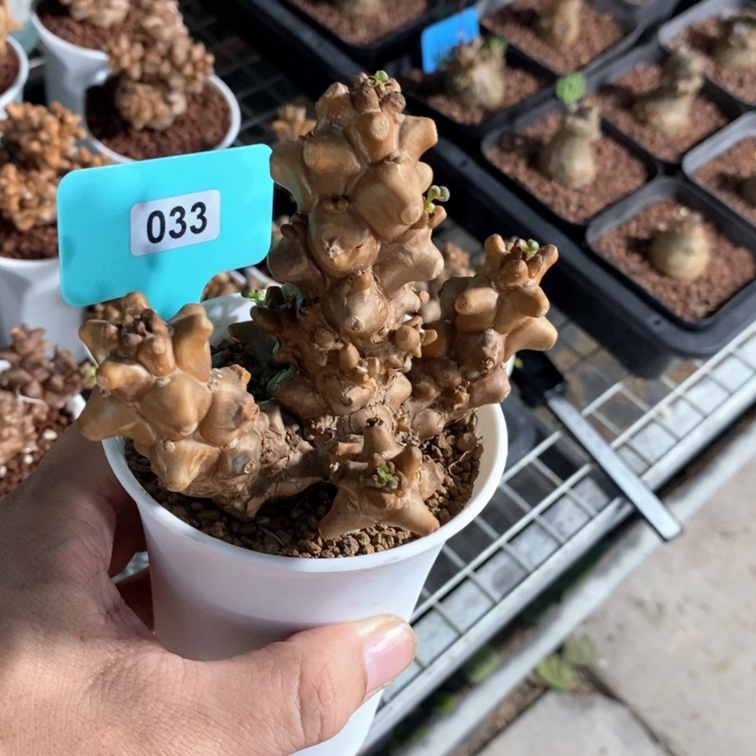 蛮鬼塔厚炖菊多肉植物