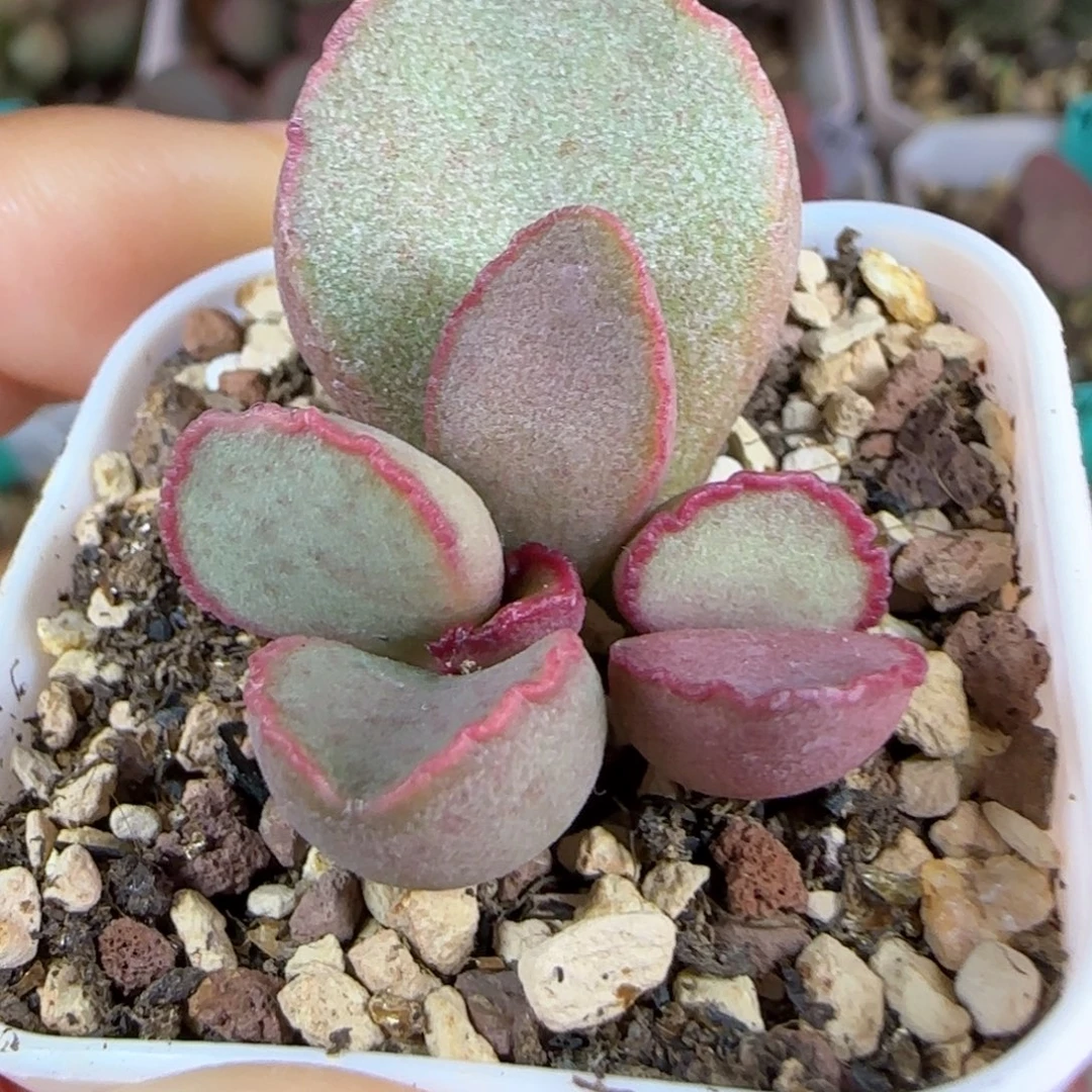 无花朵实生蛋叶插，带盆发