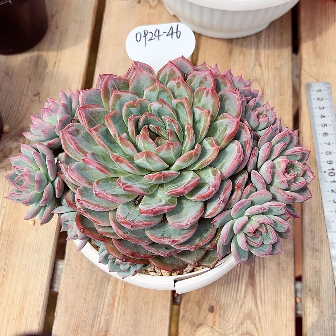 0924-46草莓樱桃大群