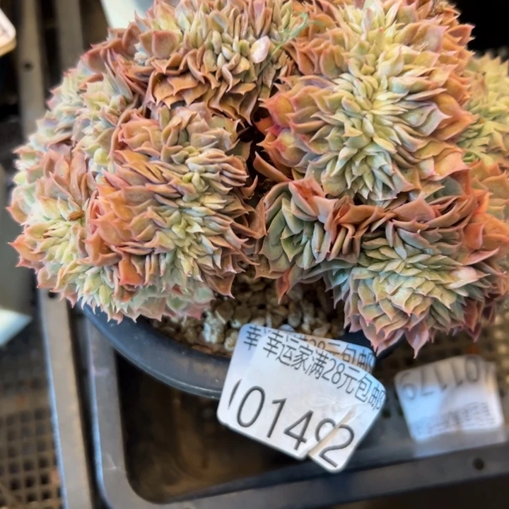 幸运的人是你的幸运