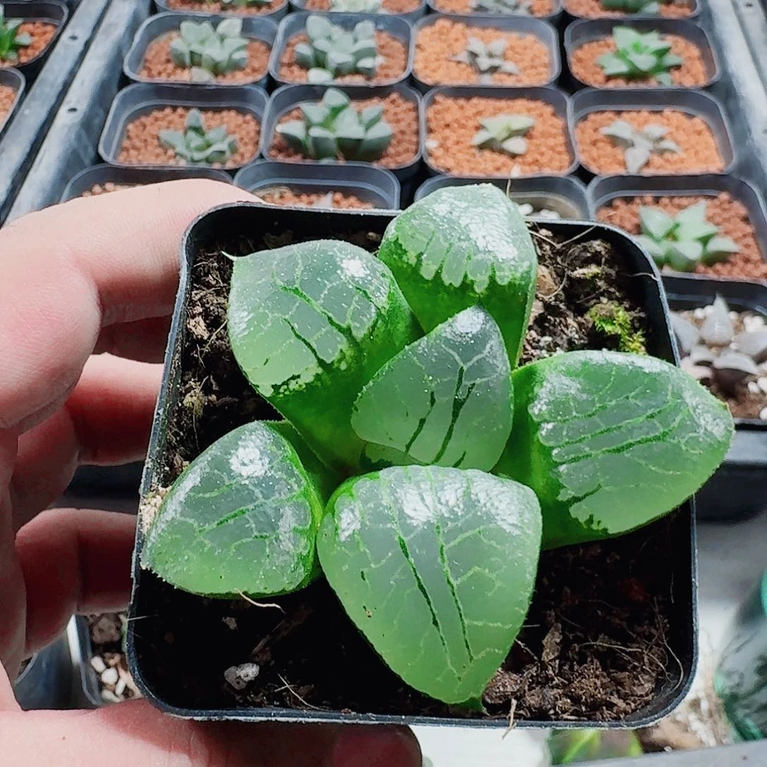 十二卷福利活动开始月光寿