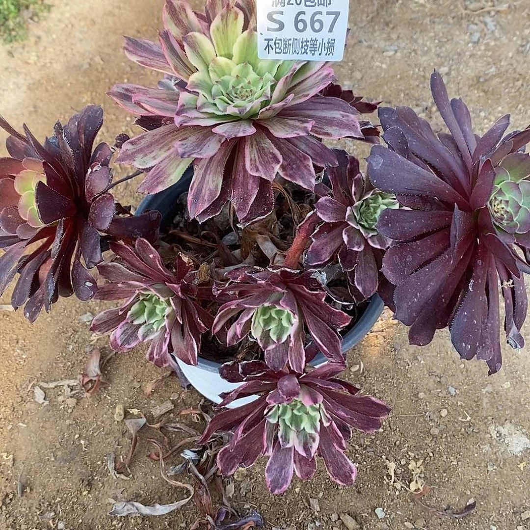 一**安667水墨画多肉法师锦