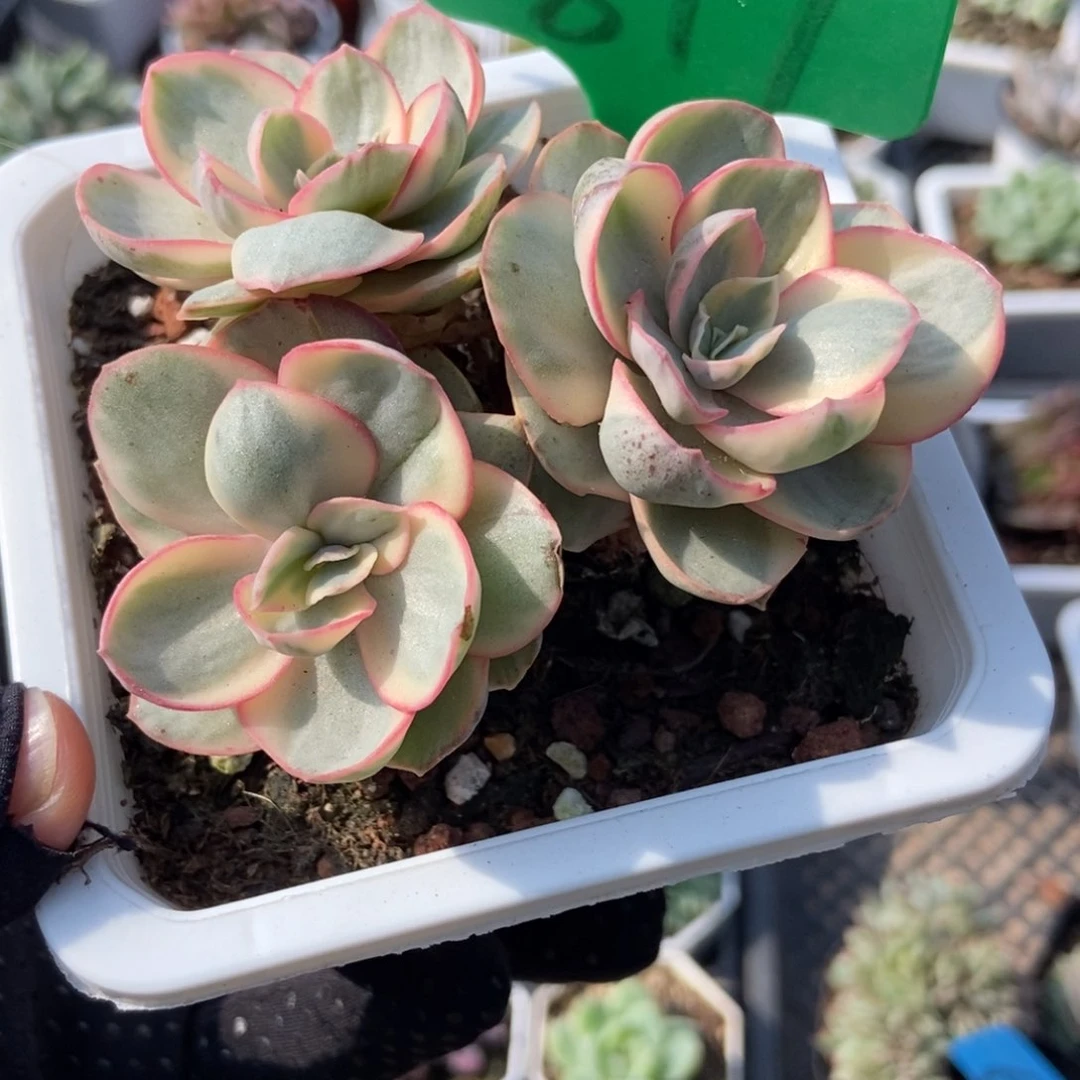 817秀妍多肉植物保护