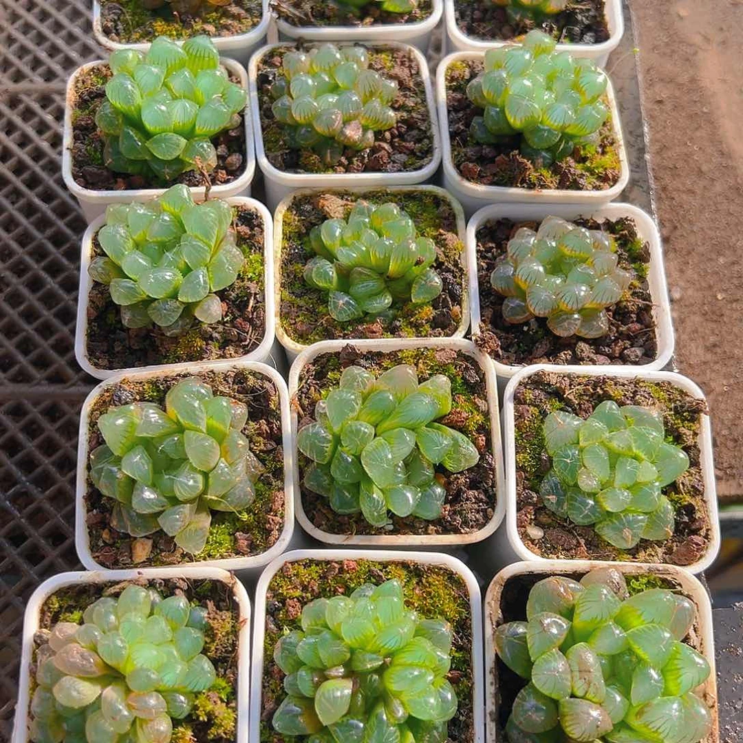 白盆糯肌玉露多肉多肉一颗