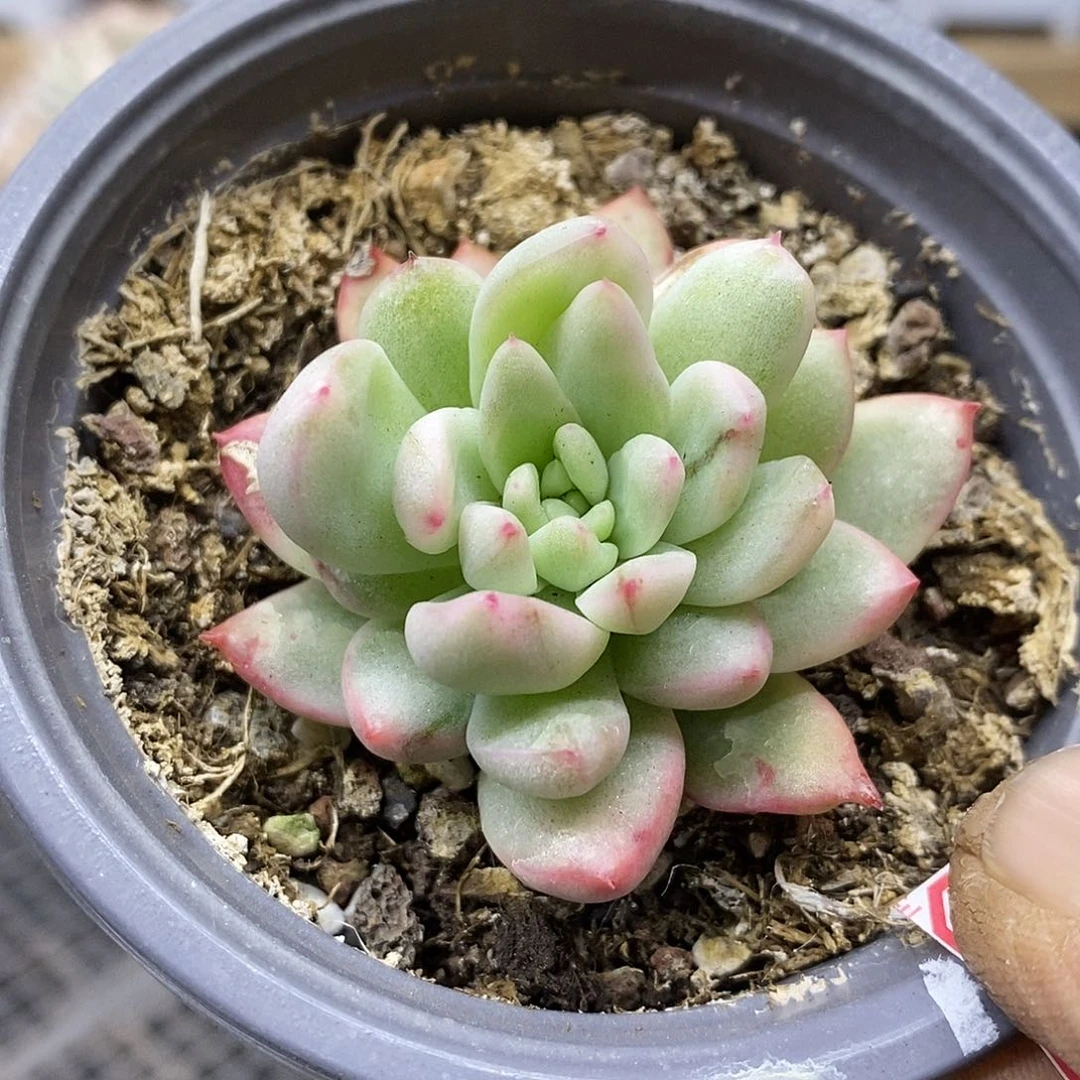 04124 冰心公主锦