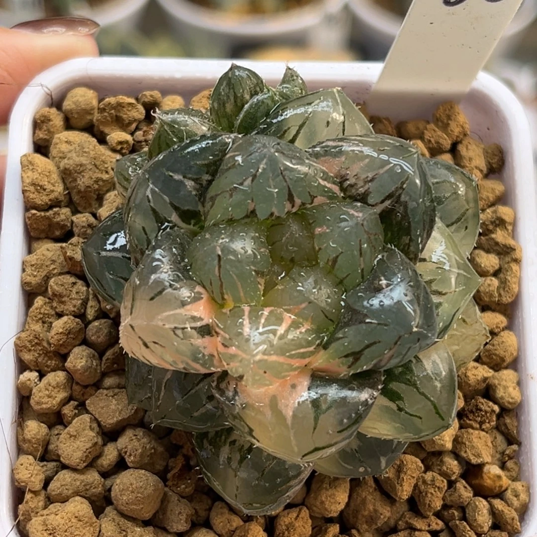 66巨大实生玉露锦带仔福利专场