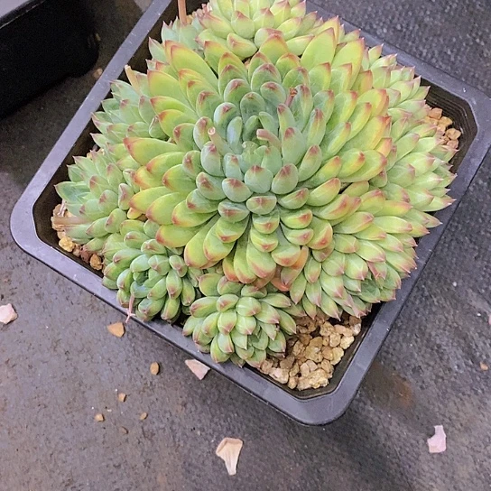 玉*骨文多肉植物群