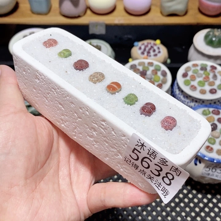 带盆土植物 一物一拍 5638