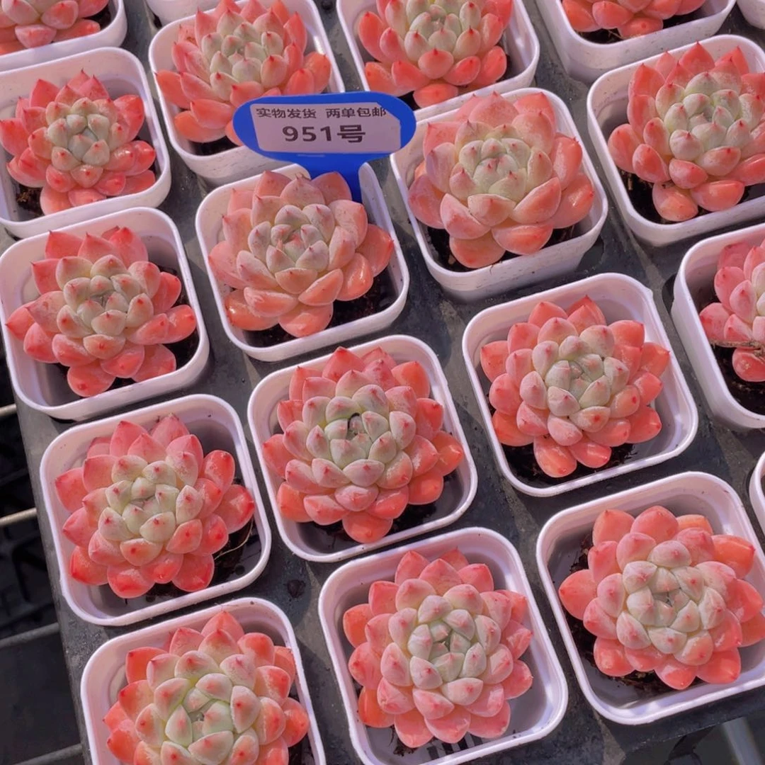 951号 全状态优选西施佳人单头两个