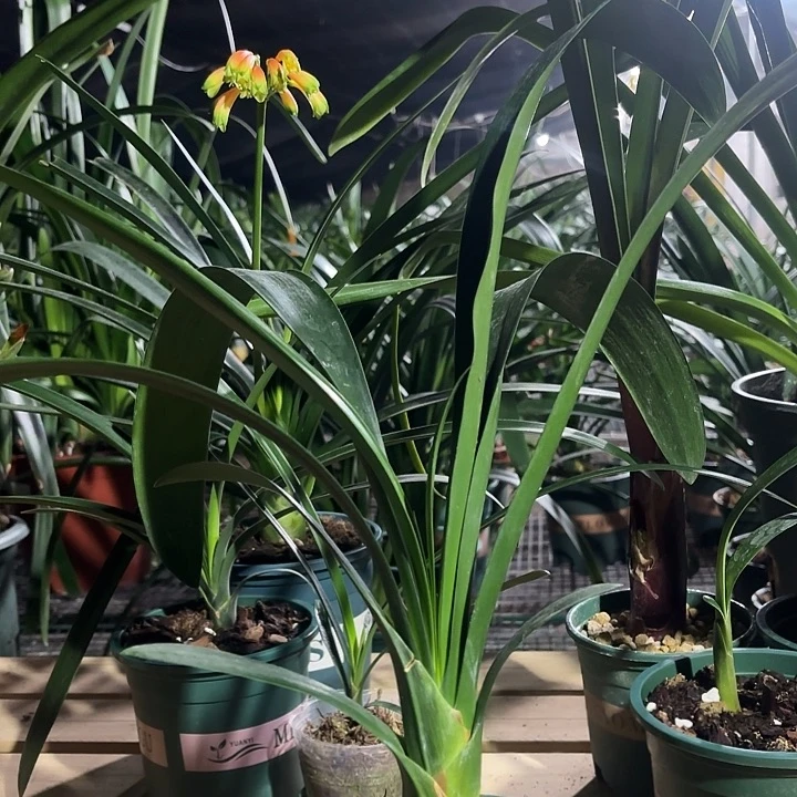 大部分花苞少量开放