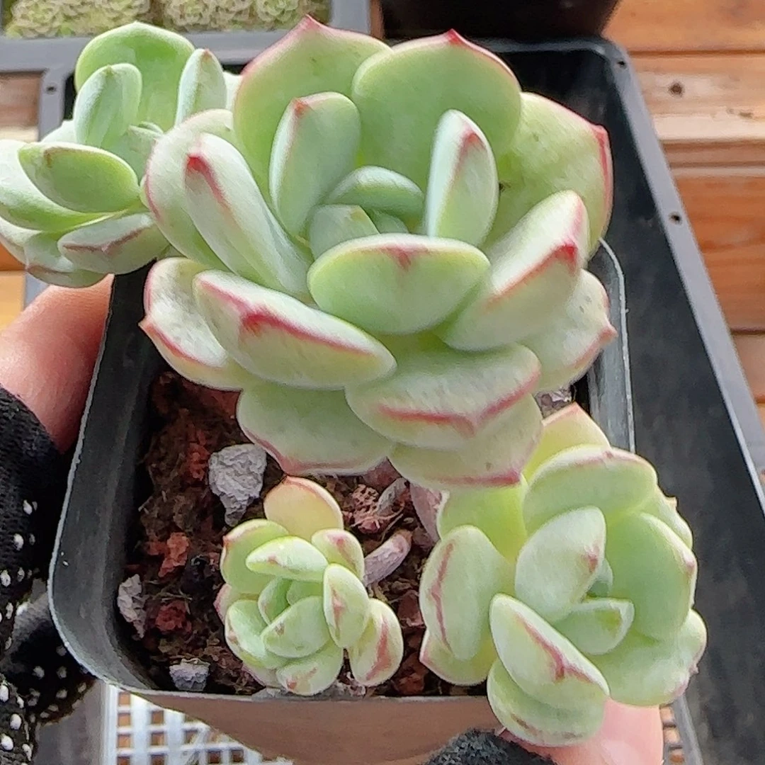 多肉0818-37香草小老桩