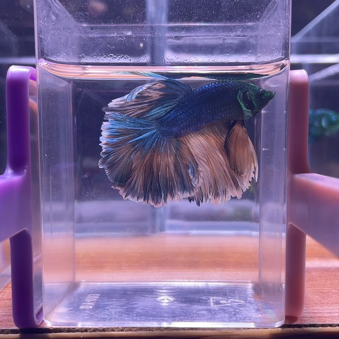 斗鱼可博泰斗092555