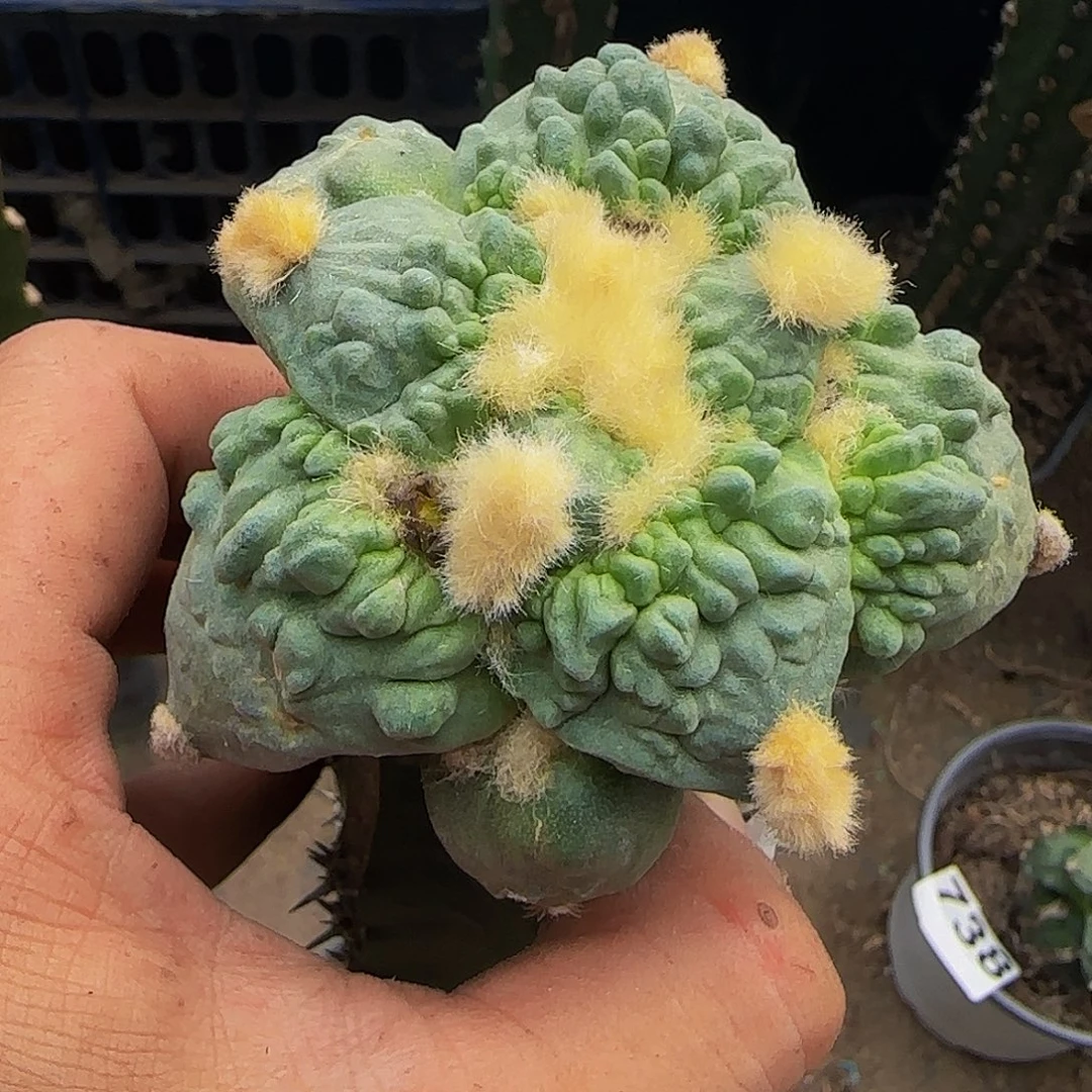 怒涛709仙人球开花