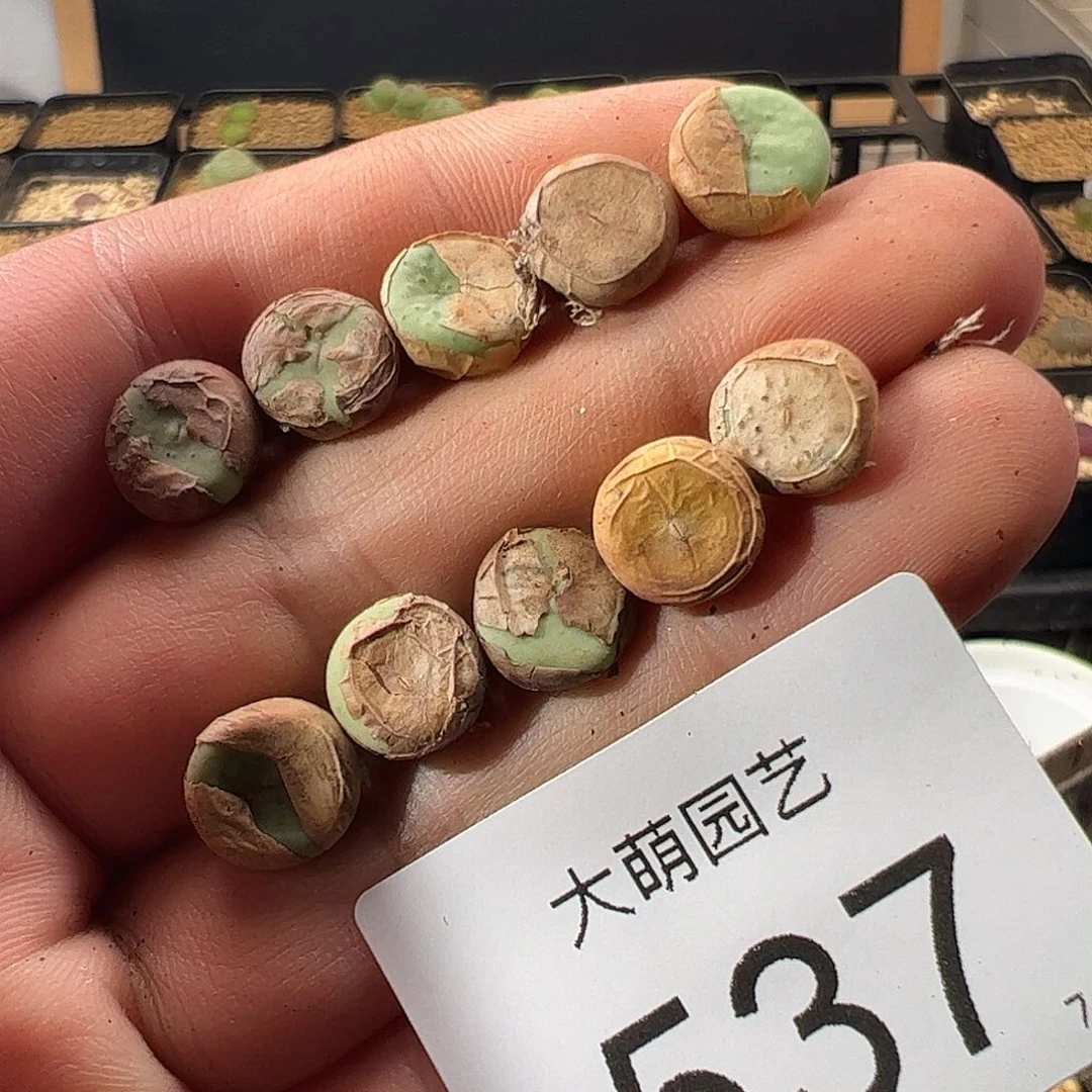 0000537 一物一拍……